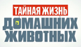 The Secret Life of Pets (Тайная жизнь домашних животных)