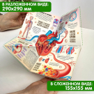 Книга Malamalama Книжка-трансформер. Анатомия