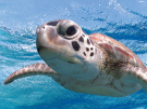 Головоломка пазл Prime 3D Морская черепаха 500 деталей