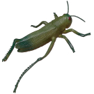 Фигурка гигантская Junfa насекомого "Кузнечик", на блистере